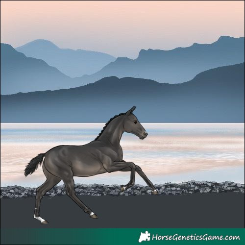 Horse Color:Black 