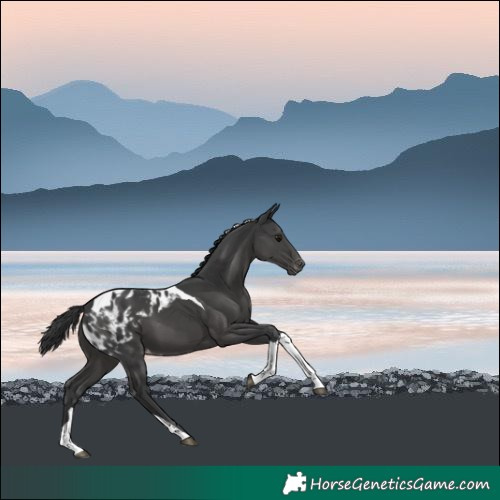 Horse Color:Black Tobiano Skewed LP Spotted 
