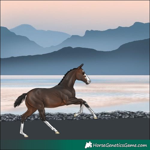 Horse Color:Brown 