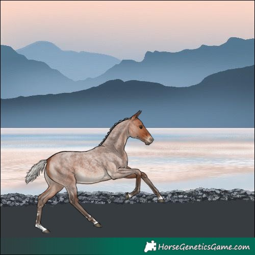 Horse Color:Silver Brown Roan 