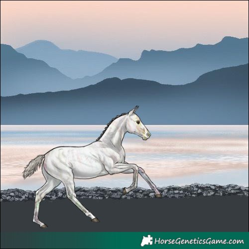 Horse Color:White Spotted Silver Bay Ice Roan 