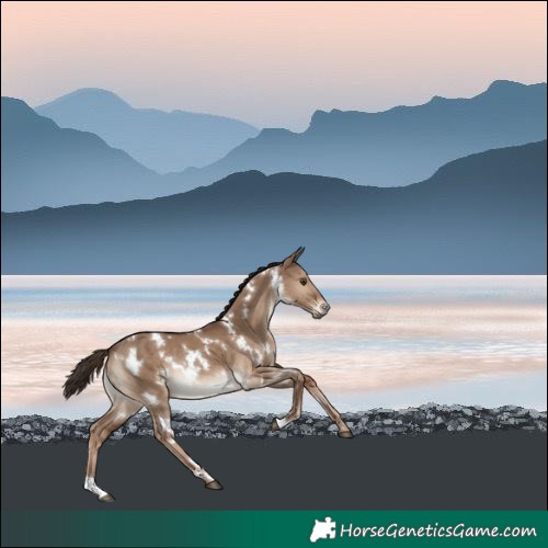 Horse Color:White Spotted Liver Red Dun Rabicano 
