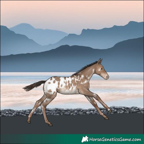 Horse Color:White Spotted Liver Red Dun Blanket Rabicano 