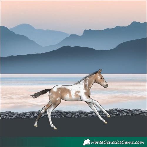 Horse Color:White Spotted Bay Dun Tobiano 