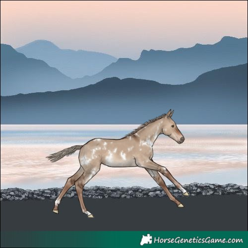 Horse Color:White Spotted Liver Red Dun 