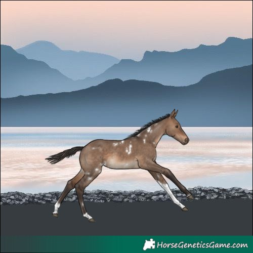 Horse Color:White Spotted Brown Dun Tobiano Rabicano 