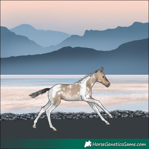 Horse Color:White Spotted Brown Dun Tobiano Rabicano 