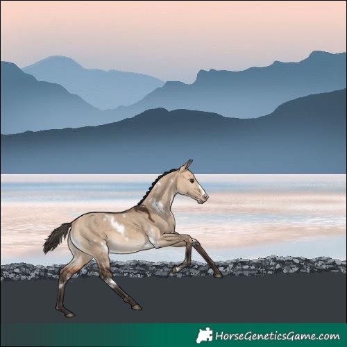 Horse Color:White Spotted Bay Dun Frame 