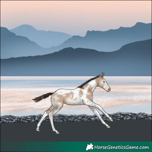 Horse Color:White Spotted Liver Red Dun Tobiano Frame 