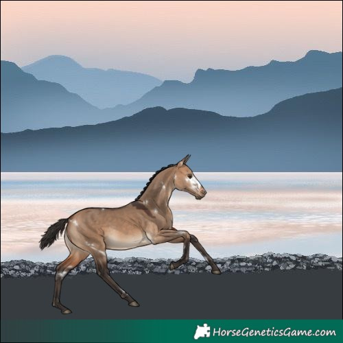 Horse Color:White Spotted Bay Dun 