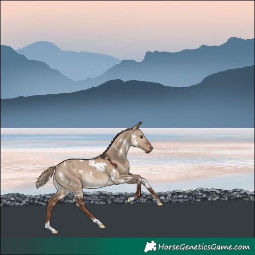 Horse Color:White Spotted Liver Red Dun Rabicano 