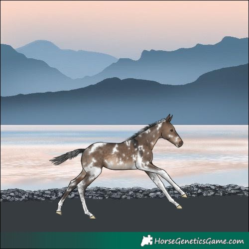 Horse Color:White Spotted Brown Dun Tobiano Rabicano 