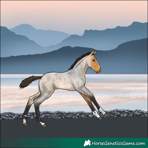 Horse Color:Buckskin Roan