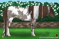 Horse Color:White Spotted Liver Red Roan 
