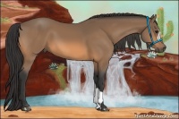 Horse Color:Buckskin 