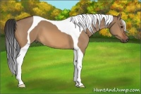 Horse Color:Bay Dun Tobiano 