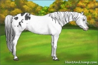 Horse Color:Liver Chestnut Appaloosa 