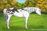 Horse Color:Liver Chestnut Appaloosa