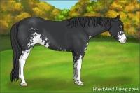 Horse Color:Black Sabino