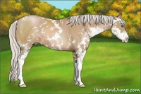 Horse Color:Silver Black Pearl Sabino 