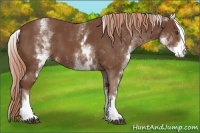 Horse Color:White Spotted Chestnut Sabino
