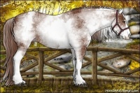 Horse Color:White Spotted Chestnut Sabino