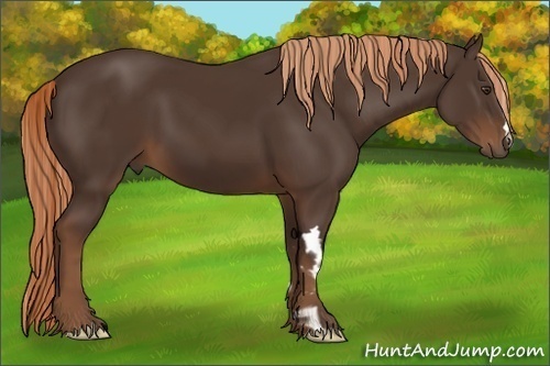 Horse Color:Liver Chestnut Frame 