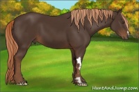 Horse Color:Liver Chestnut Frame 