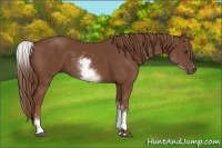 Horse Color:White Spotted Chestnut Sabino