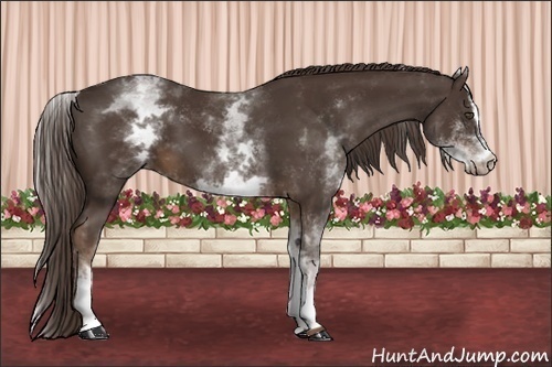 Horse Color:White Spotted Liver Chestnut Sabino 