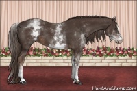 Horse Color:White Spotted Liver Chestnut Sabino 
