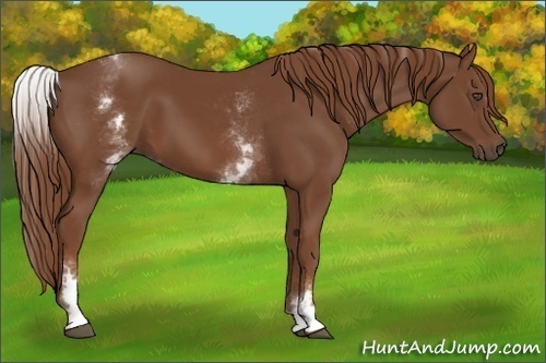 Horse Color:White Spotted Chestnut Sabino