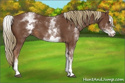 Horse Color:White Spotted Chestnut Sabino 