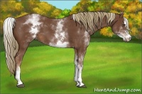 Horse Color:White Spotted Chestnut Sabino