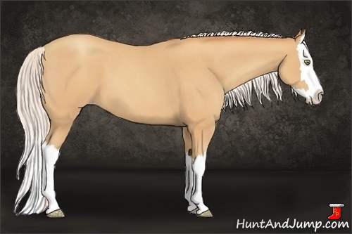 Horse Color:Silver Amber Champagne Roan Splash 