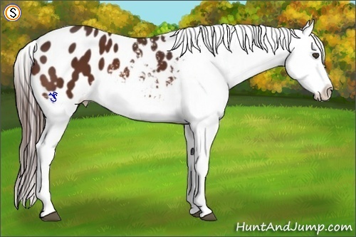 Horse Color:Bay Appaloosa 