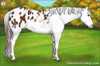 Horse Color:Bay Appaloosa