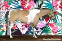 Horse Color:Buckskin Tobiano Rabicano