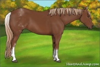 Horse Color:White Spotted Chestnut Sabino