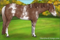 Horse Color:White Spotted Chestnut Sabino