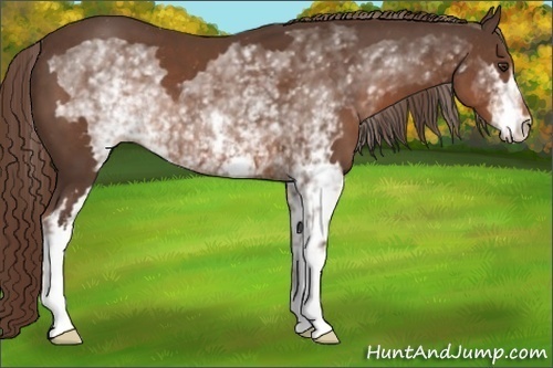 Horse Color:White Spotted Liver Chestnut Frame 