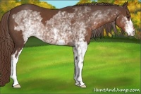 Horse Color:White Spotted Liver Chestnut Frame 