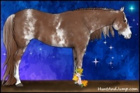 Horse Color:White Spotted Chestnut Sabino