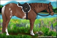 Horse Color:White Spotted Chestnut Sabino