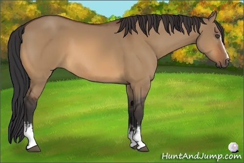 Horse Color:White Spotted Bay Dun 