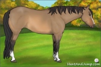 Horse Color:White Spotted Bay Dun