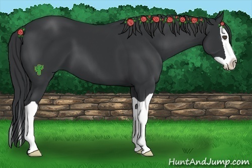 Horse Color:Black Splash 