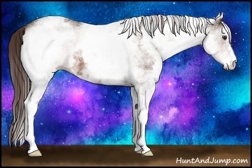 Horse Color:White Spotted Liver Chestnut 
