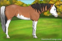 Horse Color:Bay Roan Splash