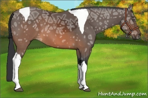 Horse Color:Brown Ice Tobiano 